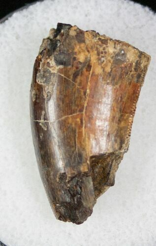 Partial Tyrannosaur Tooth - Hell Creek Formation #13058